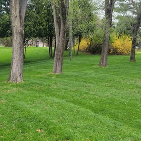 Weed Pulling by High Quality Landscaping reviewed on October 11, 2024