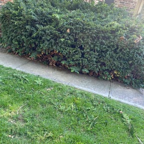Bush Trimming by JA Performance Outdoor Services reviewed on April 14, 2025