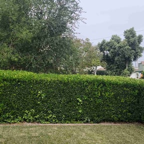 Weeding by TruGreen LawnCare reviewed on July 10, 2025