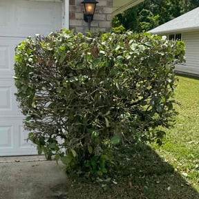 Bush Trimming by Roberts lawn services reviewed on July 31, 2022