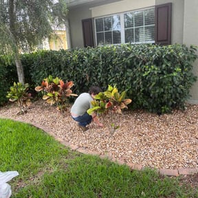 Bush Trimming by Clean cut maintence reviewed on June 2, 2022
