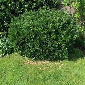 Bush Trimming by Scott's Landscape and pool service reviewed on May 9, 2025