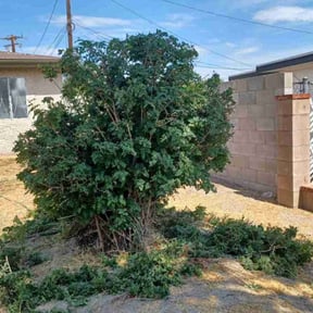 Bush Trimming by Hernandez Landscaping reviewed on January 28, 2025