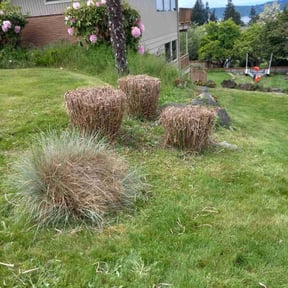 Bush Trimming by Dee Jays lawn service reviewed on November 10, 2021