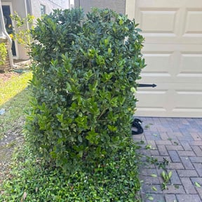 Bush Trimming by Tonys Landscaping LLC reviewed on September 20, 2021