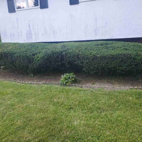 Bush Trimming by Montoya Maintenance Services reviewed on May 8, 2025