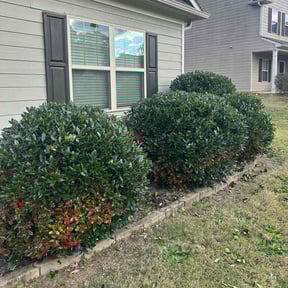 Bush Trimming by Perfect lawn reviewed on March 13, 2022