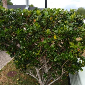 Bush Trimming by Waters Landscaping reviewed on March 29, 2025
