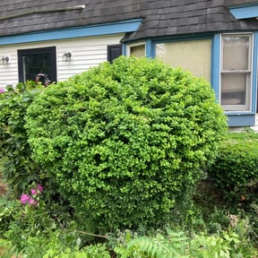 Bush Trimming by Dabbic Lawn Care LLC reviewed on June 15, 2022