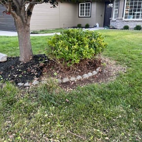 Bush Trimming by Delbert  Jones reviewed on August 21, 2024