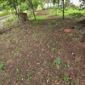 Leaf Removal by LSLTDallas/FortWorthTruGreen reviewed on September 9, 2024