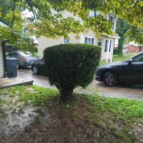 Bush Trimming by 12306 Buxton Dr Pineville Nc 28134 reviewed on December 6, 2024