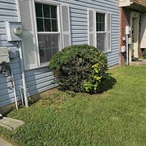 Bush Trimming by David Peters reviewed on October 14, 2024