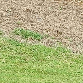 Weeding by Mm lawn care llc reviewed on December 22, 2023