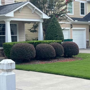 Bush Trimming by Williams Lawn Care reviewed on July 7, 2022