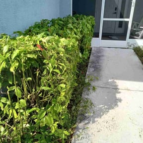 Bush Trimming by ATM reviewed on May 27, 2022