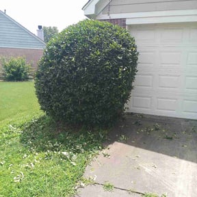 Bush Trimming by Alexander Landscaping reviewed on May 29, 2022