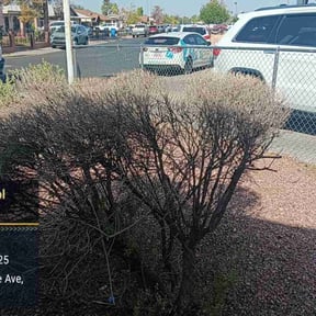 Bush Trimming by maintenance and landscaping reviewed on May 23, 2025