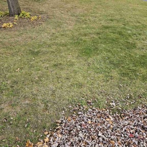 Leaf Removal by Better Days reviewed on November 20, 2024