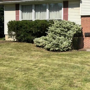 Bush Trimming by Elias Landscaping reviewed on August 16, 2025