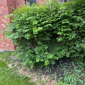 Bush Trimming by Budget Cuts Lawn Care reviewed on July 3, 2022