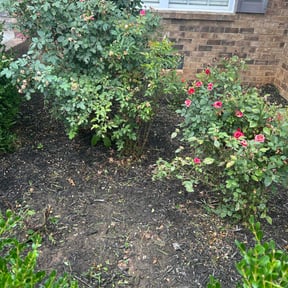 Weeding by Custom Concrete & Landscape reviewed on August 2, 2022
