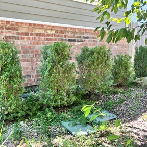 Bush Trimming by Dlawncare reviewed on June 26, 2022