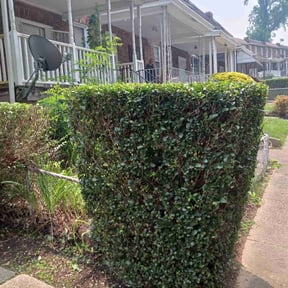 Bush Trimming by LSLTDallas/FortWorthTruGreen reviewed on June 3, 2025