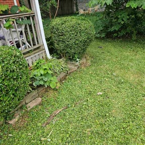 Bush Trimming by Always Green LLC reviewed on August 4, 2022