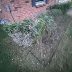 Bush Trimming by Valencialawncare reviewed on October 16, 2024