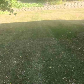 Leaf Removal by Way family lawn grooming reviewed on June 8, 2022