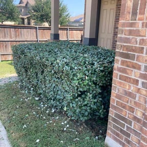 Bush Trimming by Bruhn&#039;s Precision Lawn reviewed on September 11, 2024