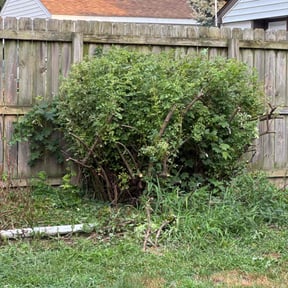 Bush Trimming by All Lawns reviewed on October 25, 2022