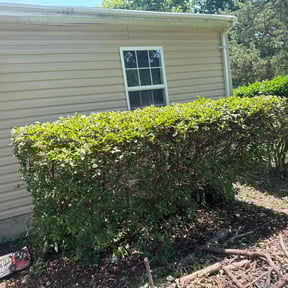 Bush Trimming by Pringle's landscaping llc. reviewed on July 27, 2022
