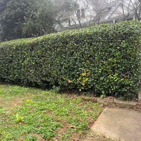 Bush Trimming by Betty Lawn Care reviewed on June 17, 2022