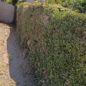 Bush Trimming by The Green Guys reviewed on May 29, 2025