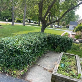 Bush Trimming by TruGreen LawnCare reviewed on August 15, 2025