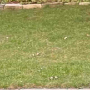 Bush Trimming by Cari lawn care reviewed on November 1, 2021