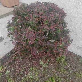 Bush Trimming by Bear Care Lawncare reviewed on May 12, 2022