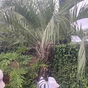 Bush Trimming by 1OasisLawncare reviewed on July 13, 2022