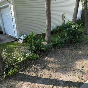 Bush Trimming by Precision Lawn Maintenance Services reviewed on July 29, 2022
