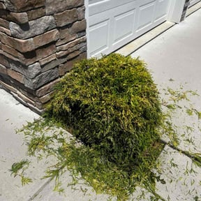 Bush Trimming by Thomas Enterprise LLC reviewed on June 24, 2020