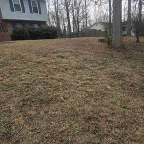 Leaf Removal by Carbon Dioxide Recyclers reviewed on July 19, 2025