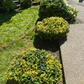 Bush Trimming by Rickys lawn care  reviewed on November 15, 2022