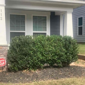 Bush Trimming by Alfaro’s Lawncare reviewed on May 25, 2022