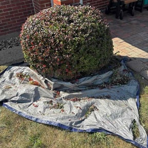 Bush Trimming by NT Landscaping reviewed on July 9, 2025