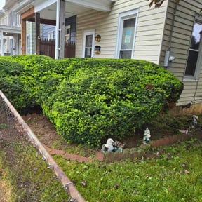 Bush Trimming by LoneStar Mow Pros reviewed on March 8, 2022