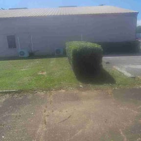 Bush Trimming by Wiley's Lawn Service reviewed on March 30, 2022