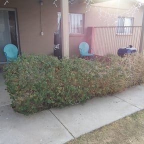 Bush Trimming by Faison&sons reviewed on June 27, 2022