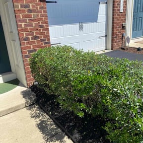 Bush Trimming by Jeremy Jobs reviewed on June 7, 2022